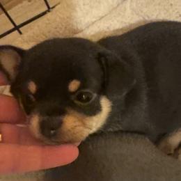 Charlee - Black and tan female Chihuahua puppy in Brooklyn, Connecticut from Ladybug Chihuahuas