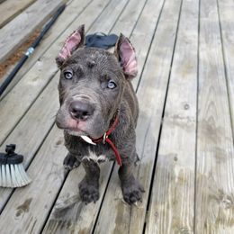 Cane Corso Puppies from Red Wood Cane Corso