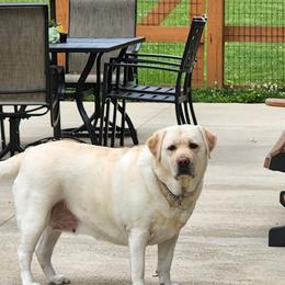 Bailey - Labrador Retriever