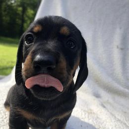 Dachshunds from 6K Kennels