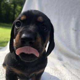Dachshunds from 6K Kennels