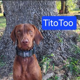 Tito - Vizsla