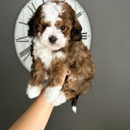 Bernedoodle and Cavapoochon Puppies from This is Doodles