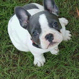 French Bulldog All Grown Up from Oil Patch Frenchies
