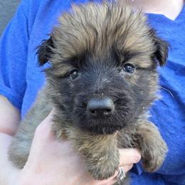 Purple Collar Girl - Sable female German Shepherd puppy in Dallas, Pennsylvania from Mountainside German Shepherds