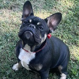 Boy 1 - Tricolors French Bulldog puppy in Tennessee from West Tennesse Frenchies
