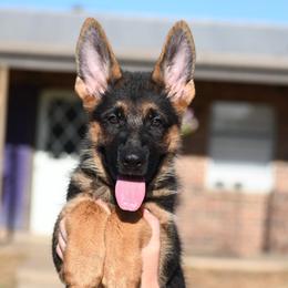 River - Black and red male German Shepherd puppy in Azle, Texas from Nuckols-Alsup Canines German Shepherds