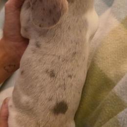 Lola - Dapple female Dachshund puppy in Muncie, Indiana from Dog Crick Daschunds