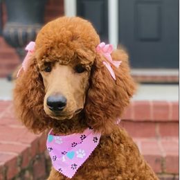 Assorted Doodle Crosses and Poodle Puppies from Center Hill Poodles and Doodles