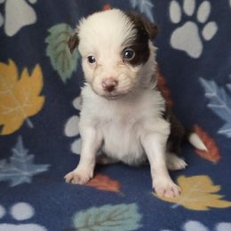 Muffin - White and red female Border Collie puppy in East Brady, Pennsylvania from Riverwood