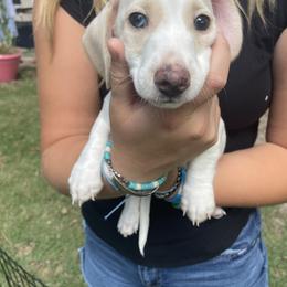 Dachshund Puppies from Harvin’s Weenie Gang