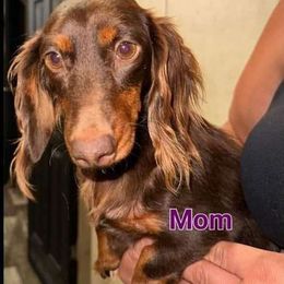 Dixie - Dachshund