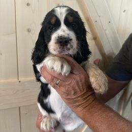 Girl 3 - Black white and tan female English Springer Spaniel puppy in Godley, Texas from Legacy Springer Spaniels