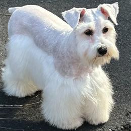 Hercules - Miniature Schnauzer