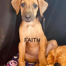 Faith - Wheaten female Rhodesian Ridgeback puppy in Waterloo, Nebraska from Bar B Ridgebacks