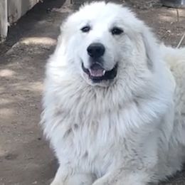 Gabriel - Great Pyrenees