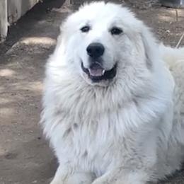 Gabriel - Great Pyrenees