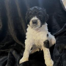 Elliot - Parti male Goldendoodle puppy in Raleigh, North Carolina from Tar Heel Doods