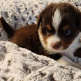 Oliver - Red tri male Toy Australian Shepherd puppy in Logansport, Indiana from Sandy Hill Farm Aussies, LLC