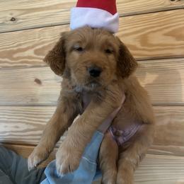 Black Collar Boy - Dark golden male Golden Retriever puppy in Hendersonville, North Carolina from Apple Country Retrievers