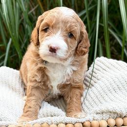 Tootsie - Caramel female Australian Labradoodle puppy in Auburn, Washington from West Valley Labradoodles