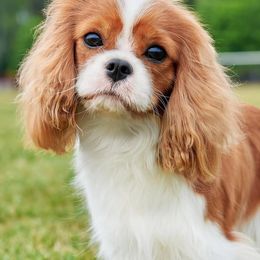 Jasmine - Cavapoo