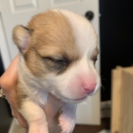 Girl 5 - Red Pembroke Welsh Corgi puppy in Cumming, Georgia from Carter’s Corgis LLC