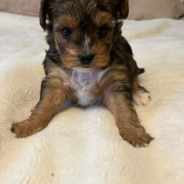 Waffles - Black and gold male Yorkshire Terrier puppy in Elverta, California from Silveracepoodles