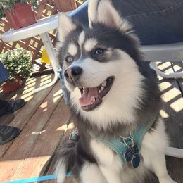 Koda - Pomsky