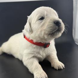 Beau - Light golden male Golden Retriever puppy in Marshfield, Missouri from Charm Puppies