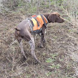 Jill - German Shorthaired Pointer