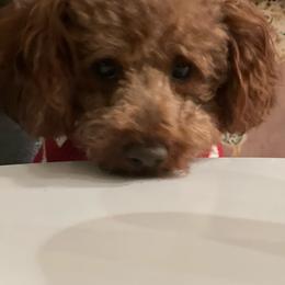 Quincey Riggins - Red  male Goldendoodle puppy in Mona, Utah from Hearts Full of Puppies