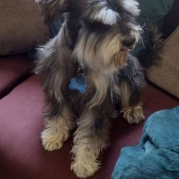 Miniature Schnauzers from Nikkis Minis