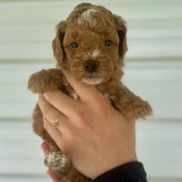 Wyatt - Red  male Goldendoodle puppy in Kenansville, North Carolina from J+A Family Doodles