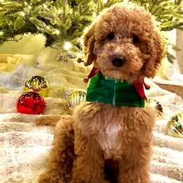 Toffee - Apricot Goldendoodle puppy in Rocklin, California from FurEver Yours Goldendoodles