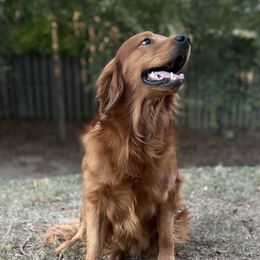Nitro - Golden Retriever