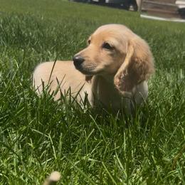 Queenie - Red female Dachshund puppy in Marseilles, Illinois from Zacha’s Doxie House