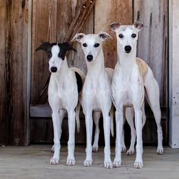 Whippet All Grown Up from Kathryn Clark's Whippets