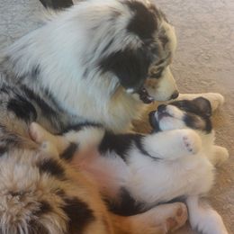 Australian Shepherd Puppies from Highline