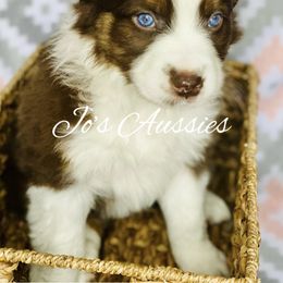 Australian Shepherd Puppies from Jo’s Aussies