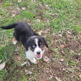 Toffee - Black tri-color female Australian Shepherd puppy in Kenosha, Wisconsin from Out of this World Aussies