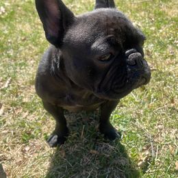 French Bulldogs from Frenchies F