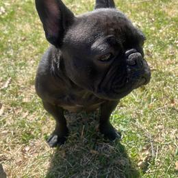 French Bulldogs from Frenchies F