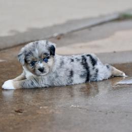 Stella - Blue merle female Miniature Australian Shepherd puppy in Wichita Falls, Texas from Shooting Stars Ranch Toy and Mini Aussies