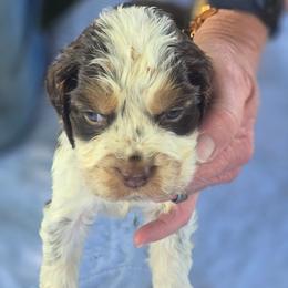 Neon - Tri-Roan male English Springer Spaniel puppy in Henagar, Alabama from Windy Oak Kennels