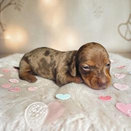 Reeses Pieces - Dapple female Dachshund puppy in Alvin, Texas from Cosson's Dachshunds of Alvin