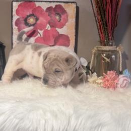 Ross - Cream dilute male Chinese Shar-Pei puppy in Lehigh Acres, Florida from Florida Wrinkles