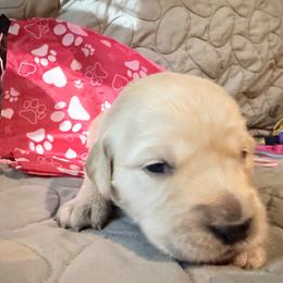 Bella Caramella - Light golden female Golden Retriever puppy in Gainesville, Florida from Heart and Soul Dog Breeding, Inc.