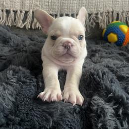 French Bulldog Puppies from Foster Lake Frenchies