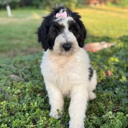Harriet - Black and white female Sheepadoodle puppy in Watford City, North Dakota from Smith Acres Doodles